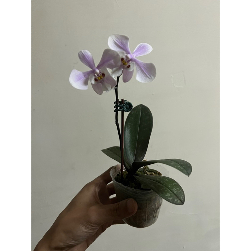 【查爾斯蘭園】原生種蝴蝶蘭 西蕾麗 phal. schilleriana 2.5寸 開花株 有香味