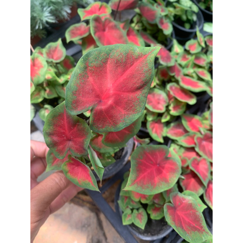 紅艷彩葉芋⋯觀葉植物 3寸盆