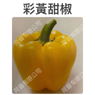 彩黃甜椒種子(約5粒) 一代交配 黃色甜椒種子