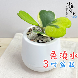 【小品文化】斑葉心葉毬蘭【現貨】3吋雪胖免澆水盆栽 室內植物 懶人盆栽 觀葉植物 水培植物 水培盆栽 植栽