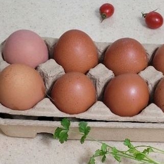 蛋蛋的幸福 🐔新鮮快樂飼養雞蛋🥚桃園 中壢+平鎮交流道+文化國小