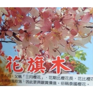 玫森 花旗木 泰國櫻花 3-4吋盆 觀花植物