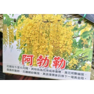 玫森 阿勃勒 2- 3吋袋苗  觀花植物