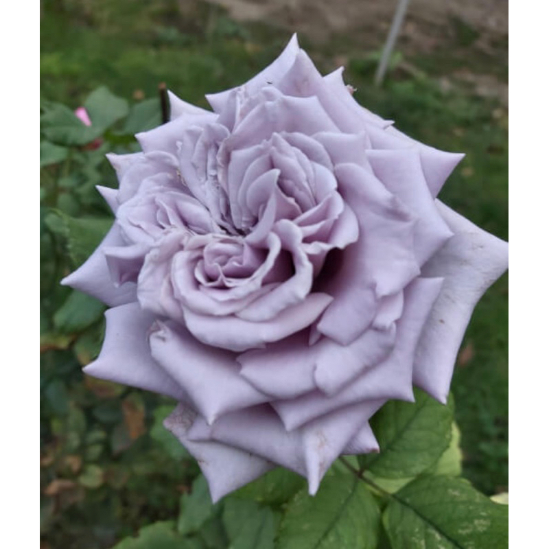 藍莓城堡 紫色 玫瑰花月季 植株盆 花盆栽 保濕無根枝條