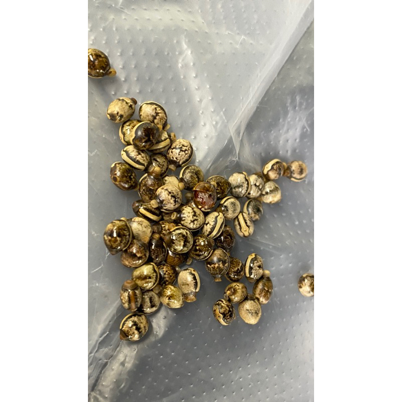 幽靈竹節蟲卵 竹節蟲 蟲蛋 模型
