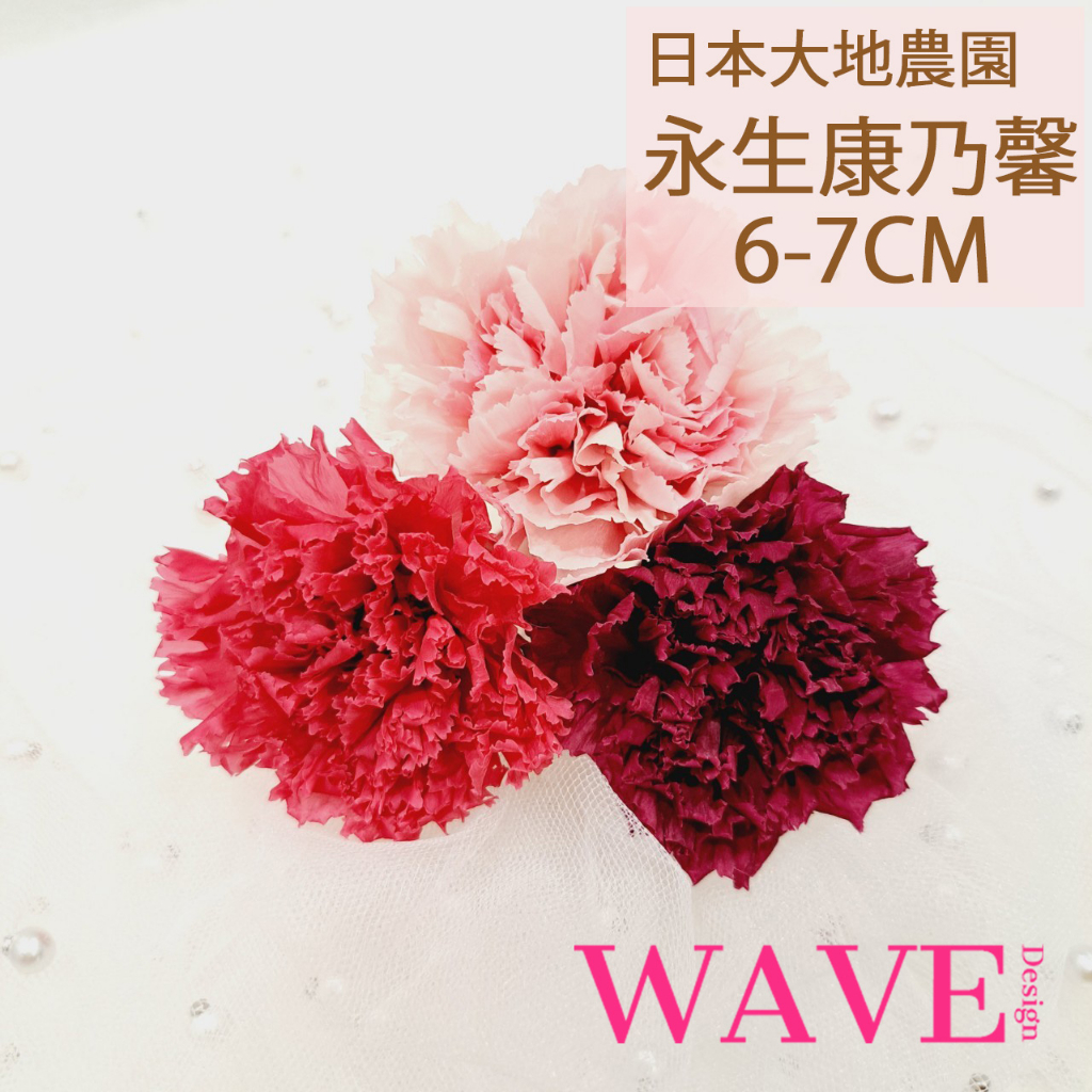 《WAVE Design 》日本大地農園6-7cm 永生康乃馨 乾燥花 花材 永生花 不凋花 天然乾燥花 花束 母親節