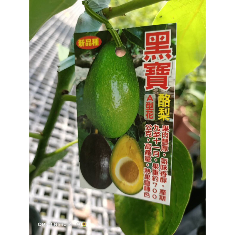 卉迎園藝 黑寶酪梨🥑嫁接苗（A型花）4.5吋盆 單價400元