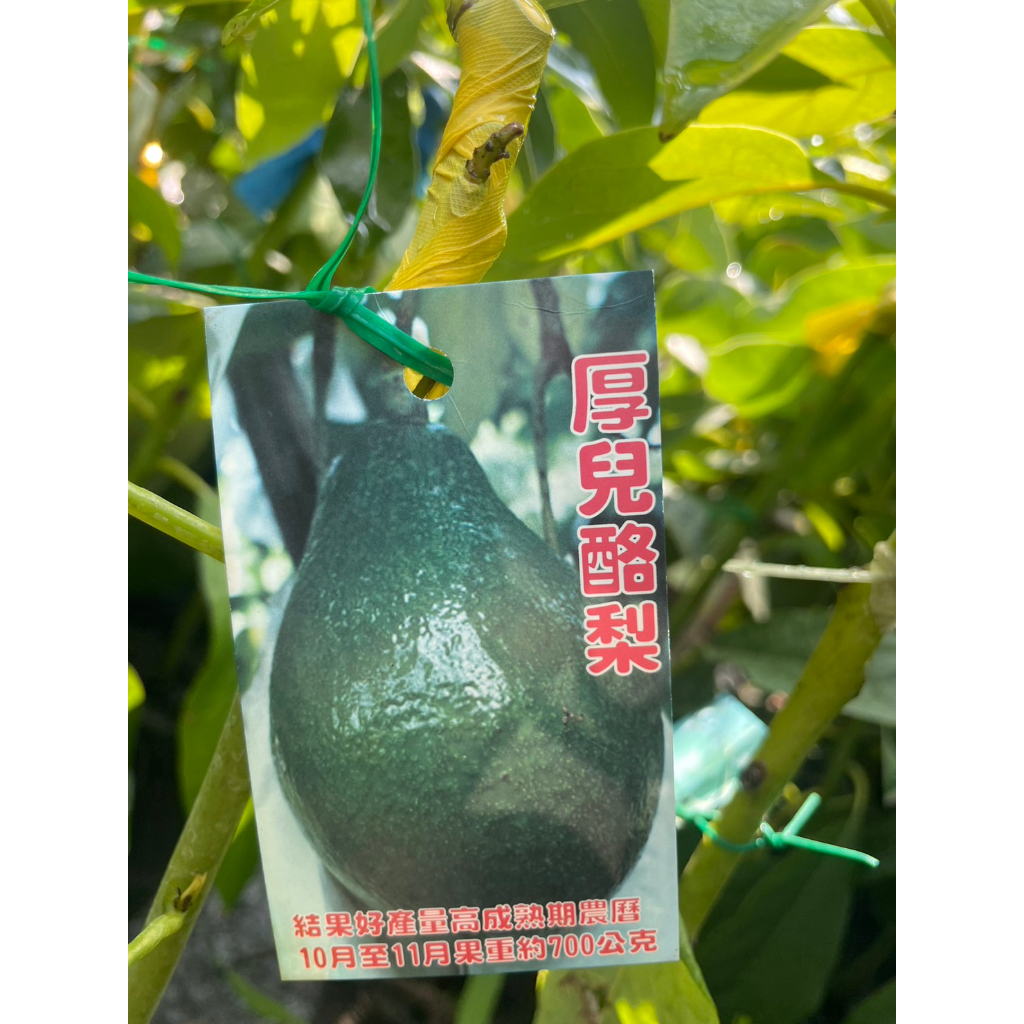 ★ 逗花枝玩 ☆  水果植物 厚兒酪梨  4吋