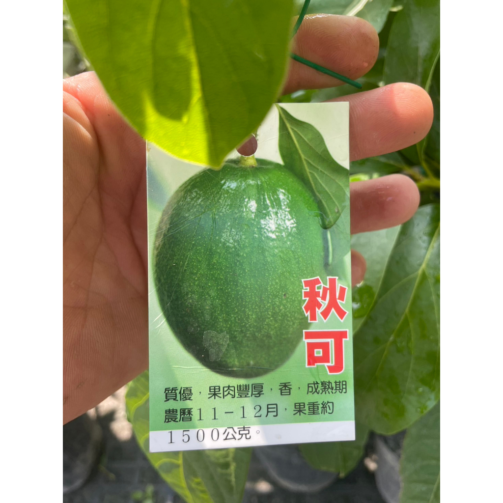 ★ 逗花枝玩 ☆  水果植物 秋可酪梨  4吋