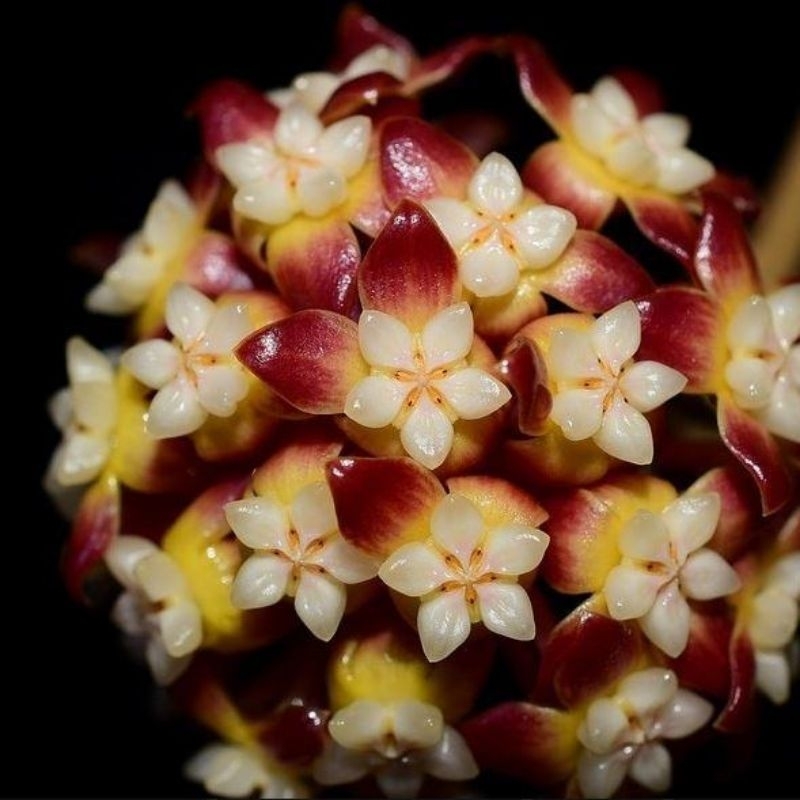 毬蘭 hoya callistophylla Borneo