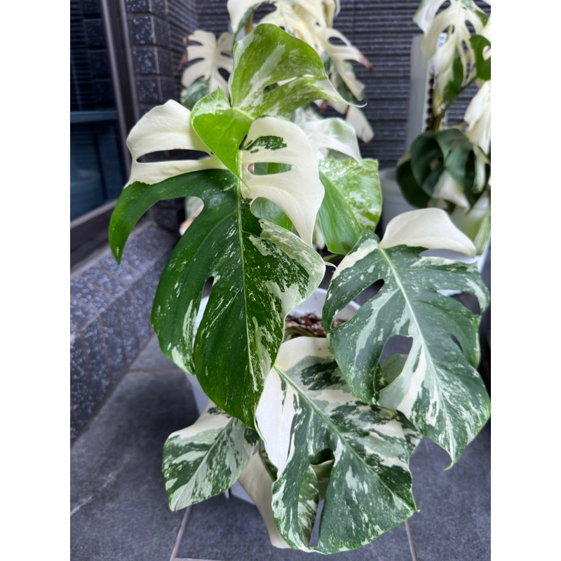 日本白斑龜背芋 白斑龜 龜背芋 Monstera 雨林 斑葉植物 IG