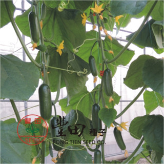 城禾農產🍃 綠精靈水果小黃瓜種子 21粒 一代交配 長勢強 產量高 水果小黃瓜種子 小黃瓜種子 水果黃瓜種子 小黃瓜種籽