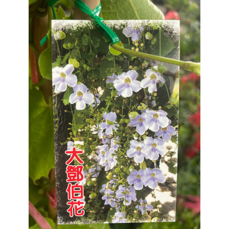 花花世界-藤蔓植物**大鄧伯花**4.5吋黑軟盆/高15-20cm/MA(目前苗株小)