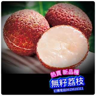 ✅無籽荔枝盆栽✅【稀有】高壓苗-超稀有- 無籽荔枝 大丁香 鵝蛋荔枝 玉荷包 黑葉荔枝 霸王荔枝 桂味荔枝 糯米荔枝