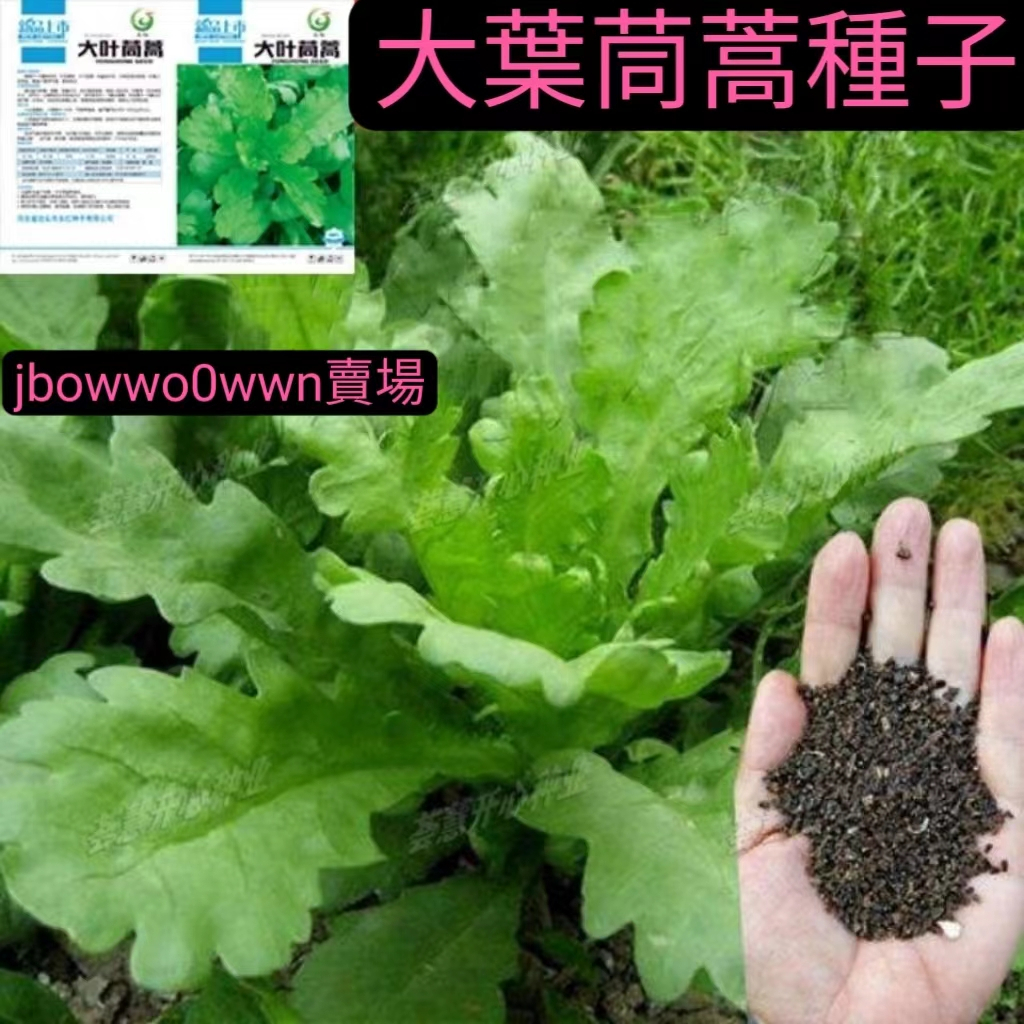 🔥台灣🔥【柒柒後花園】大葉茼蒿種子大寬葉皇帝菜種籽盆栽陽台四季耐寒光杆茼蒿蔬菜種子