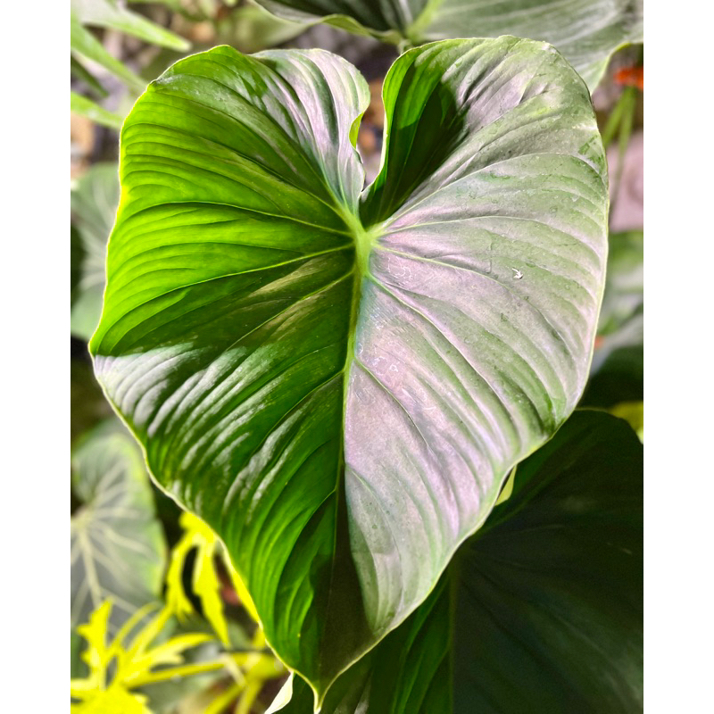 帕斯塔 義大利麵 蔓綠絨 地生蔓 Philodendron pastazanum 雨林 觀葉 錦緞 網紅 IG 小李植栽