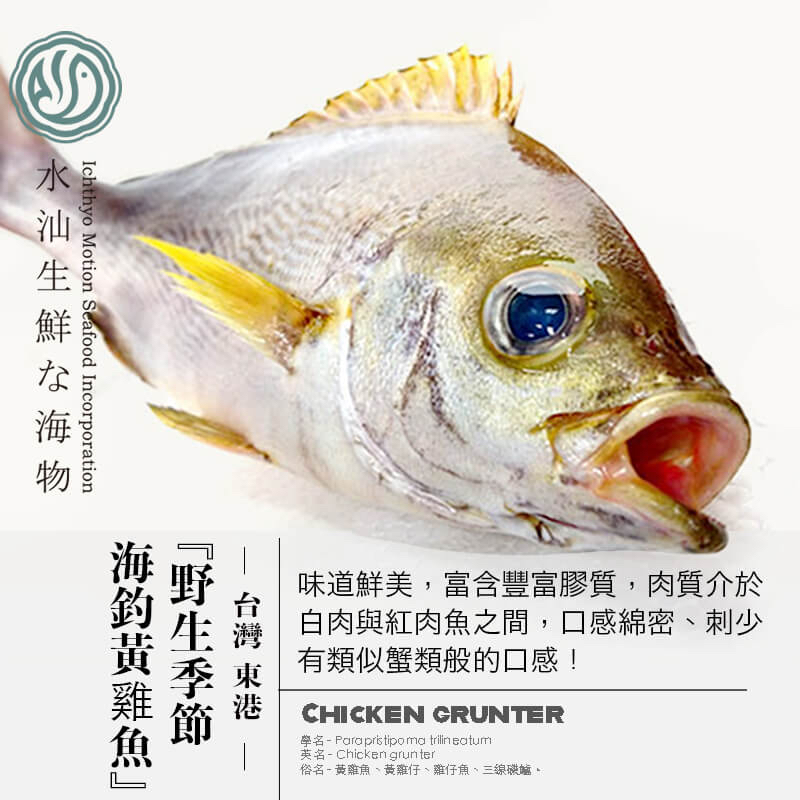 【水汕海物】野生季節海釣 超值美味 黃雞魚。『實體店面、品質保證』