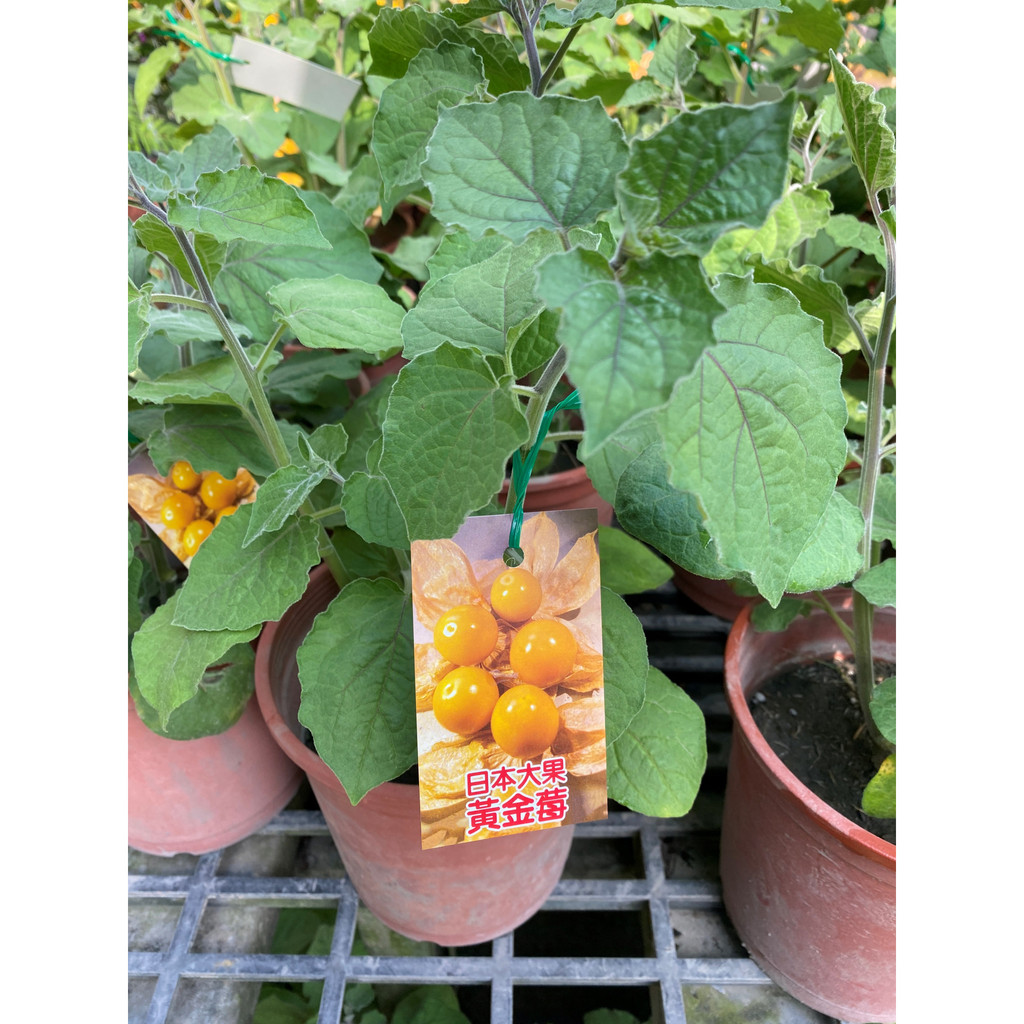 ｛英宏｝日本黃金果（大果）6吋 水果苗木 水果植栽
