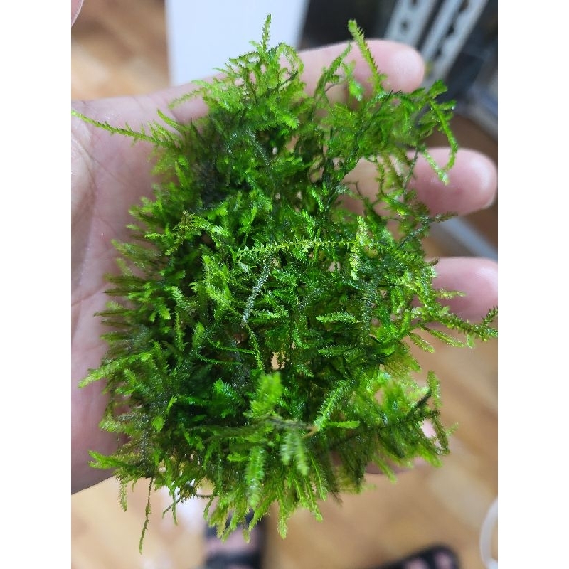 ［伍叁蝦坊］水草大三角莫斯三角莫斯莫斯莫絲默絲MOSS