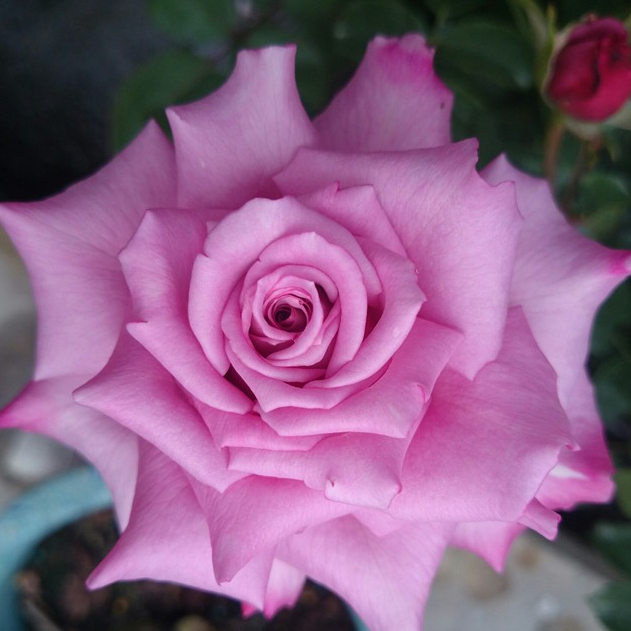 《紫珊》🈶貨 🌹 玫瑰花盆栽苗 🌹 玫瑰苗 🌹 玫瑰花苗 🌹 玫瑰盆花 🌹玫瑰花🌹