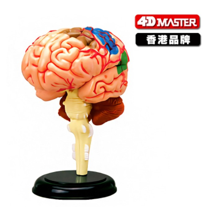 正版現貨4D MASTER 益智拼裝玩具人體大腦器官解剖模型醫學