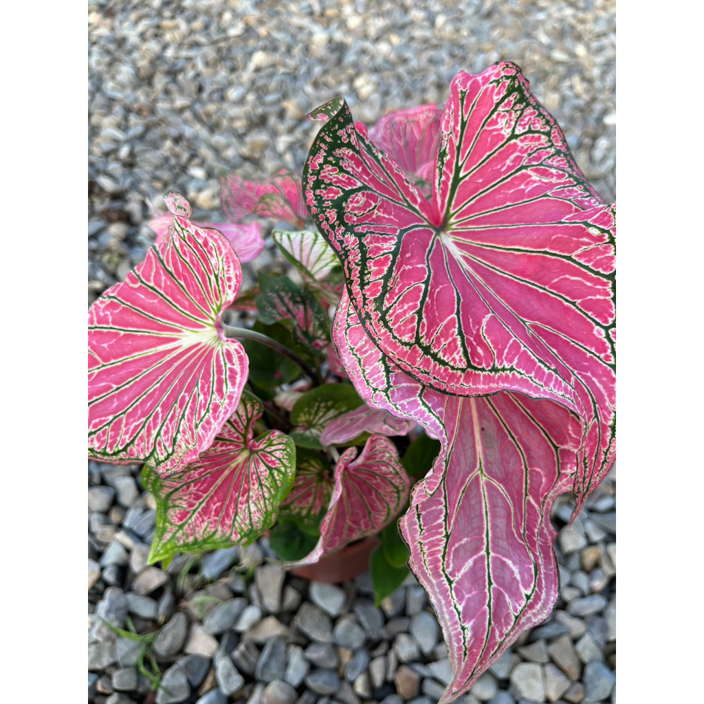 植系青屬-粉紅佳人彩葉芋/粉色交響曲彩葉芋/觀葉植物/室內植物/五吋盆