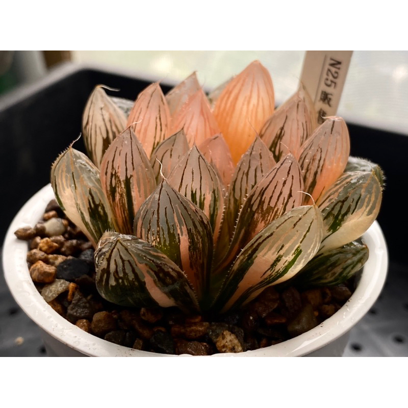 Haworthia  ハオルチア  百合科 一物一拍 ｜胭脂玉露錦B30