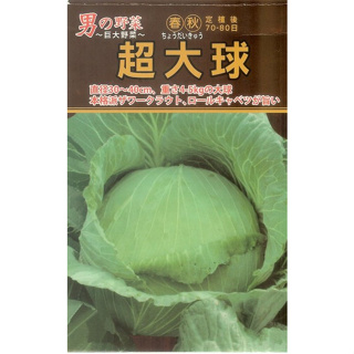 【大包裝蔬菜種子B125】超大球甘藍，重達4~5公斤，日本最大的高麗菜品種。
