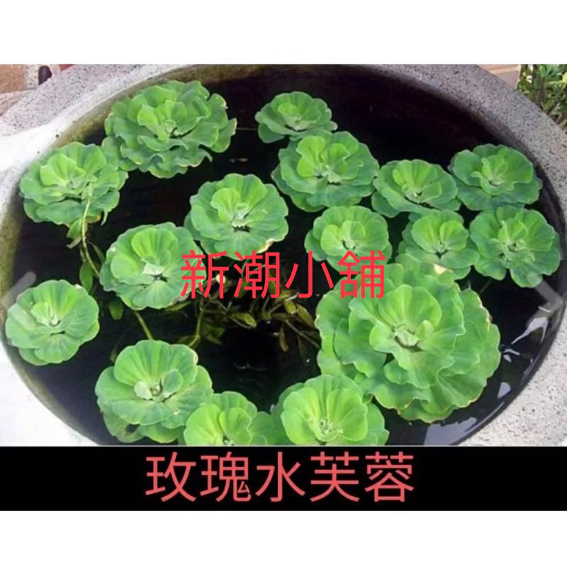 新潮小舖~買10送1 一葉蓮(一片葉子)銅錢草 玫瑰水芙蓉 酒杯萍 槐葉萍 圓心萍 浮萍 水草水芙蓉 青萍滿江紅水生植物