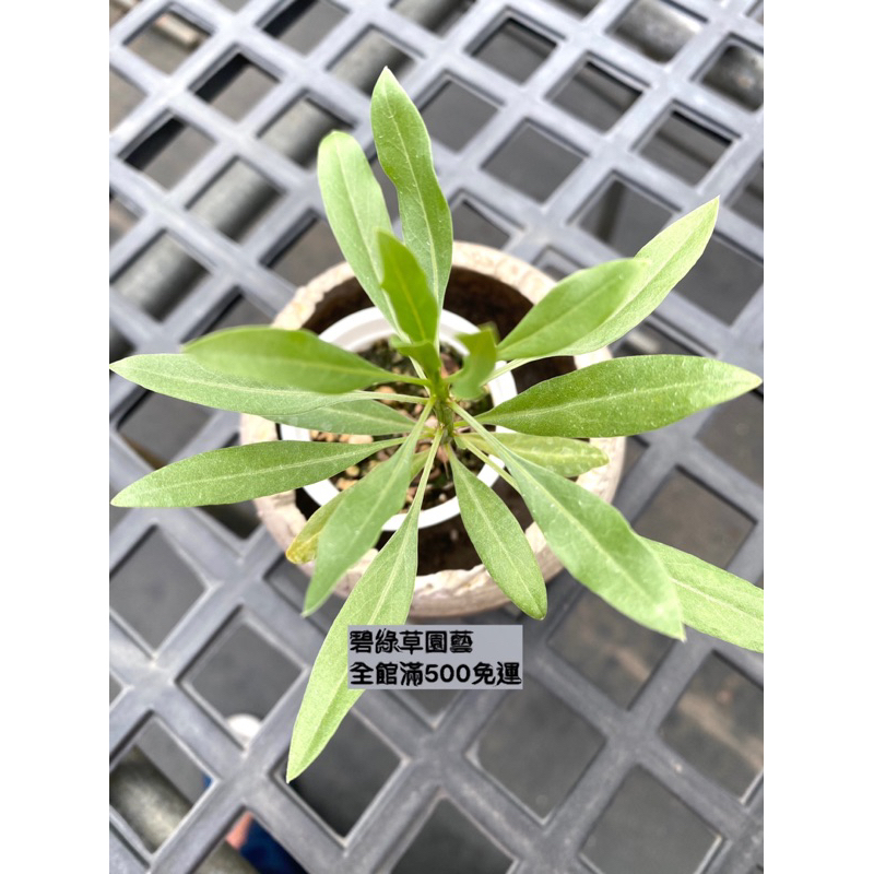 碧綠草園藝/光亮福桂樹fouquieria splendens subsp. campanulata