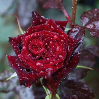 玫瑰花 玫瑰花 玫瑰花 七彩玫瑰花種子 稀有玫瑰花種子 薔薇玫瑰花種子 爬藤玫瑰花種子 本藤玫瑰花種子