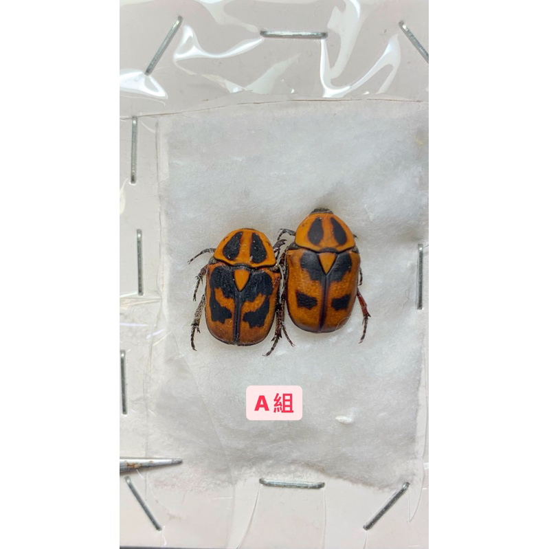 多哥🇹🇬 Psacadoptera bousqueti稀有金龜標本對蟲，少見少流通/甲蟲標本/兜蟲標本/天牛標本/糞金龜
