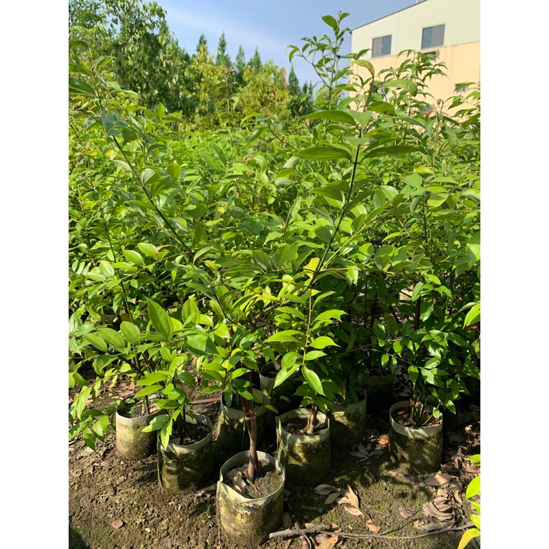 青山苗木園藝-台灣原生種土肉桂 8吋120-140公分$500/棵