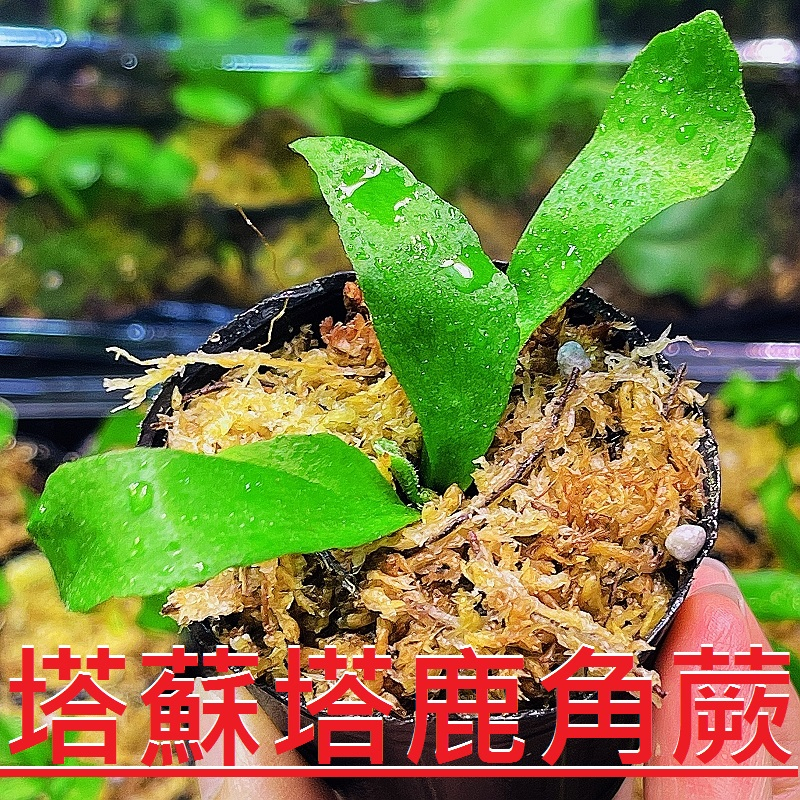 ✨KAI鹿角蕨👍【34-塔蘇塔鹿角蕨 Scofield Tatsuta】2寸盆特惠(附花牌) ✨✨✨✨