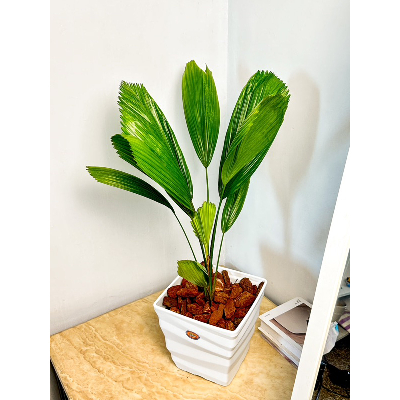 植物空間 圓葉蒲葵（圓葉刺軸櫚） 好照顧室內植物 淨化空氣寵物友善