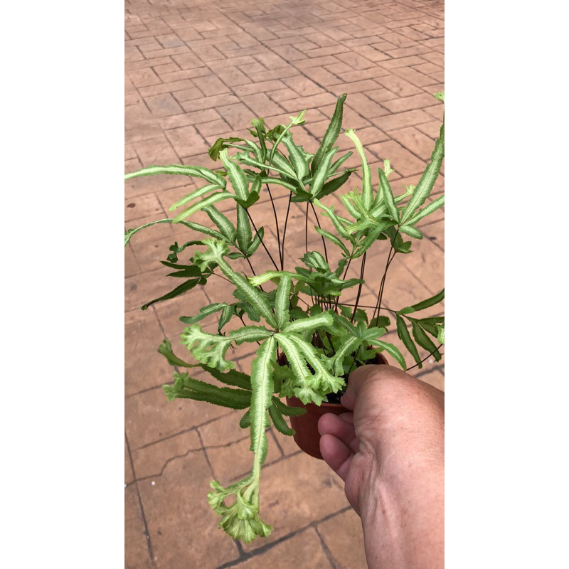 三叉  鳳尾蕨 /3吋～空氣淨化蕨類植物
