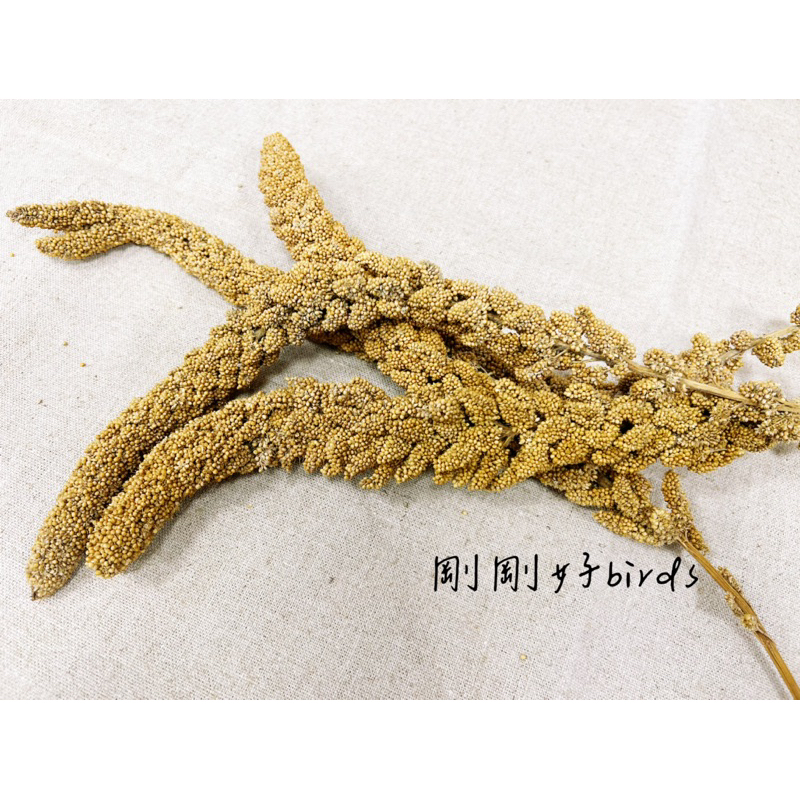 《有間鳥店》比利時凡賽爾粟米穗 小米穗 黃金米穗 100g