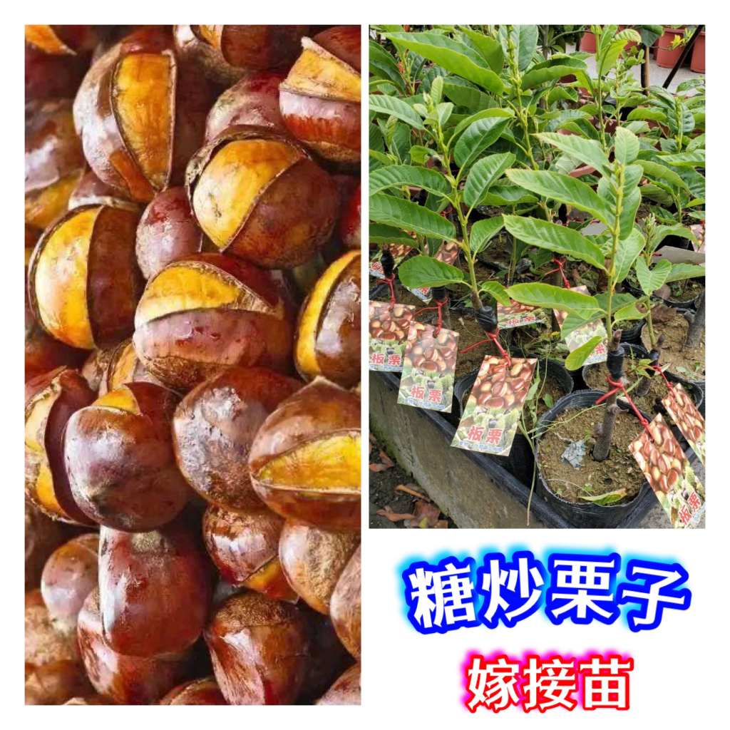 板栗盆栽-大果新品種-(嫁接大.小.苗都有)黃金板栗 糖炒栗子 夏威夷果水果苗 移植滿1年後開始產果