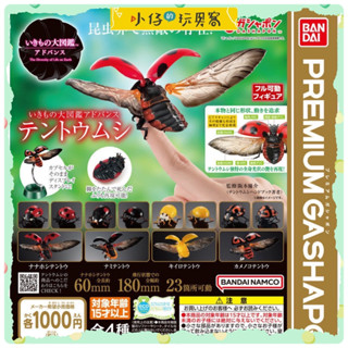 小仔的玩具窩★日版GASHAPON「現貨」 BANDAI 生物大圖鑑 扭蛋 瓢蟲 擬態模型 生態模型 紅瓢蟲 七星瓢