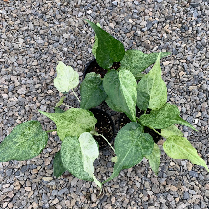 3吋盆班葉檸檬佛手芋學名：Alocasia Cucullata Mint