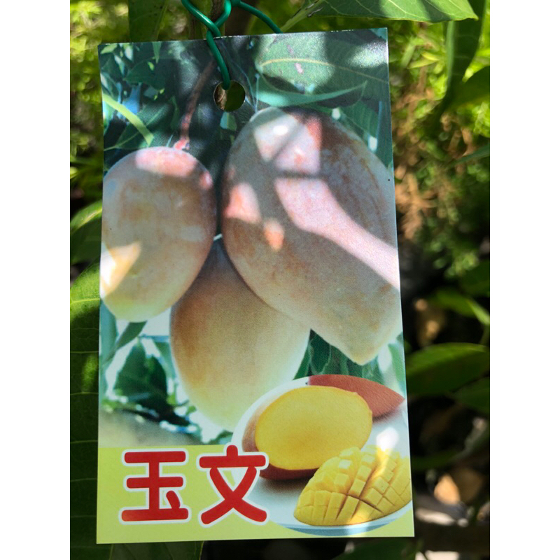 玉文 芒果 / 4吋苗植袋～嫁接果樹苖木⋯