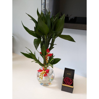 快速出貨 綠境盆栽園藝 蓮花竹 富貴竹 招財植物 開運竹 水耕植物 守財 玻璃瓶 室內植物