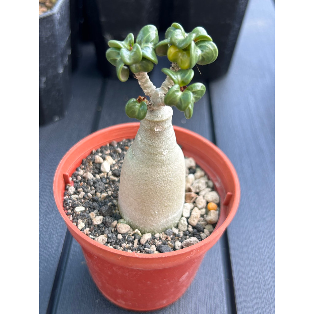 植人森林 多肉植物/達摩沙漠玫瑰#A/夾竹桃科/一物一拍