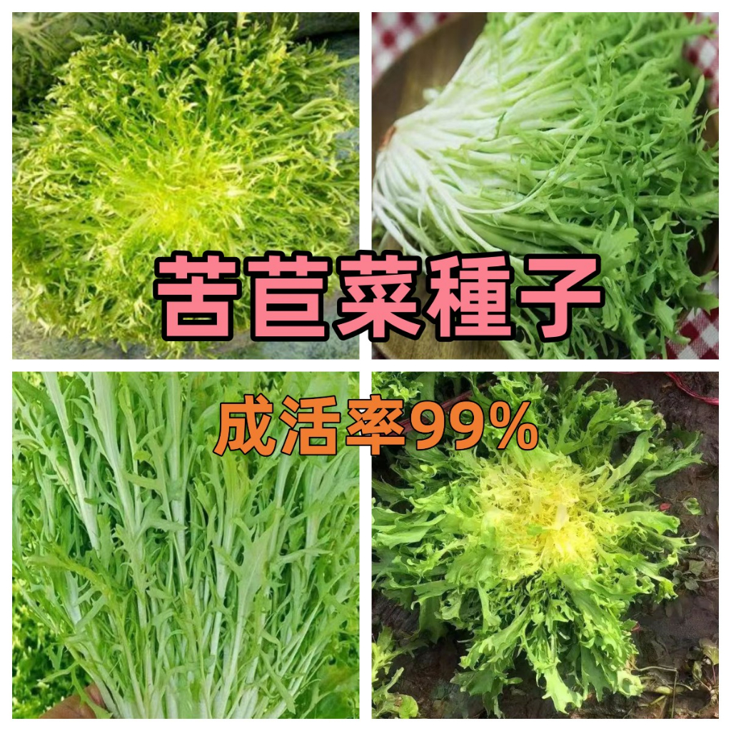 新店大酬客🔥【苦苣菜種子】四季播種蔬菜種子 黃心苦菊菜種籽花葉苦苣種籽 可生吃蔬菜沙拉庭院陽台盆栽 速發