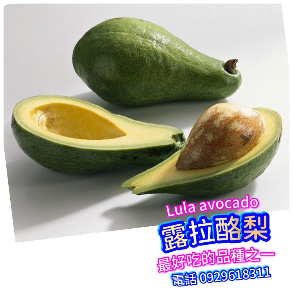 露拉酪梨-嫁接苗盆栽 Lula avocado 美國酪梨品種/秋可 秋可得 厚兒 紅心園 竹崎早生 章安 水果苗