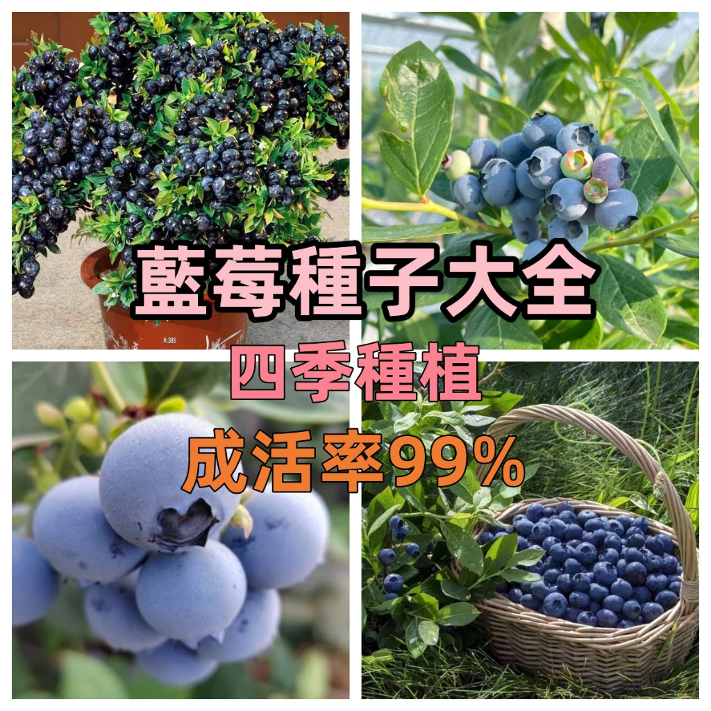 新店大酬客🔥【藍莓種子】 四季可種多年生長 藍莓種子 庭院陽台盆栽種植