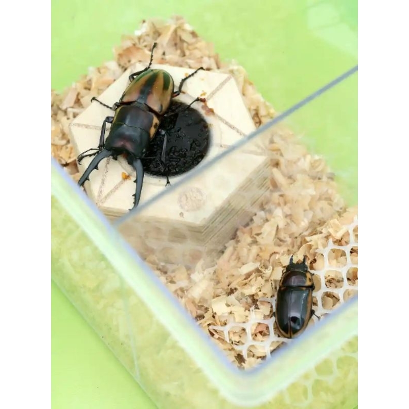 特別訂製 甲蟲飼養盒 獨角仙 鍬形蟲 大兜蟲 昆蟲箱
