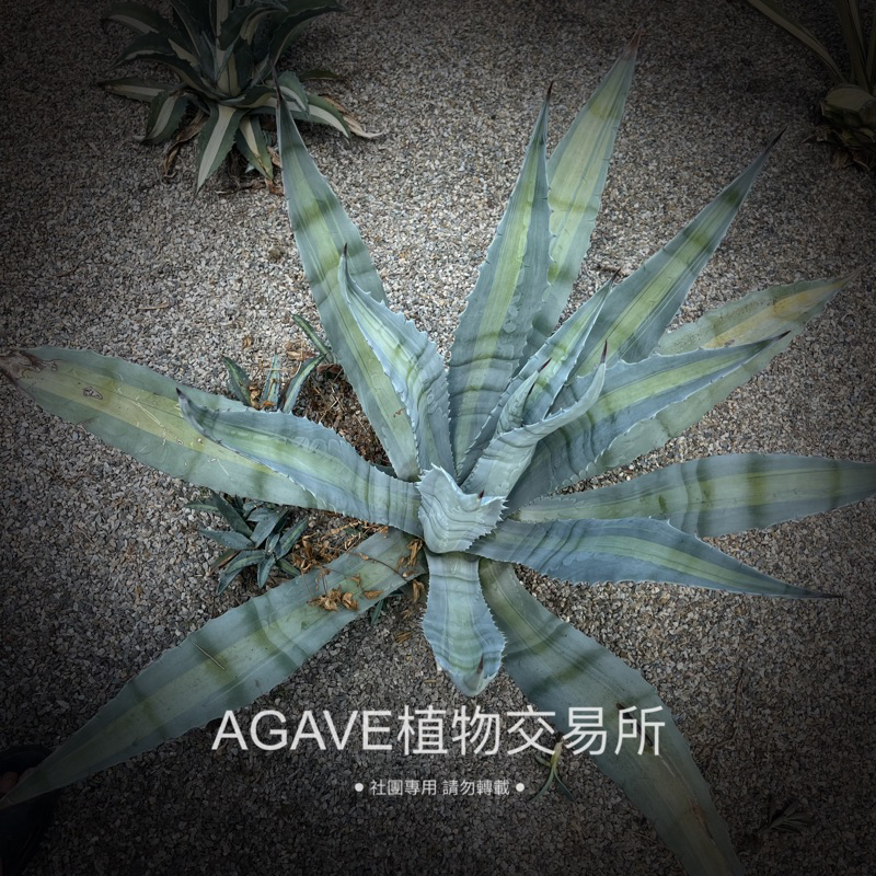 檸檬萊姆 (販售側芽) 龍舌蘭 AGAVE 嚴龍 笹之雪 霍利達