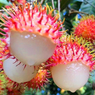 紅毛丹種子 紅毛丹荔枝樹種子易活果樹種子