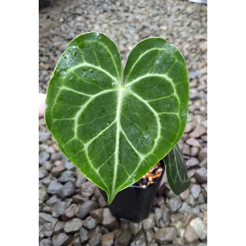 ［雨林入口］圓葉花燭「Anthurium clarinervium」#雨林植物#觀葉植物